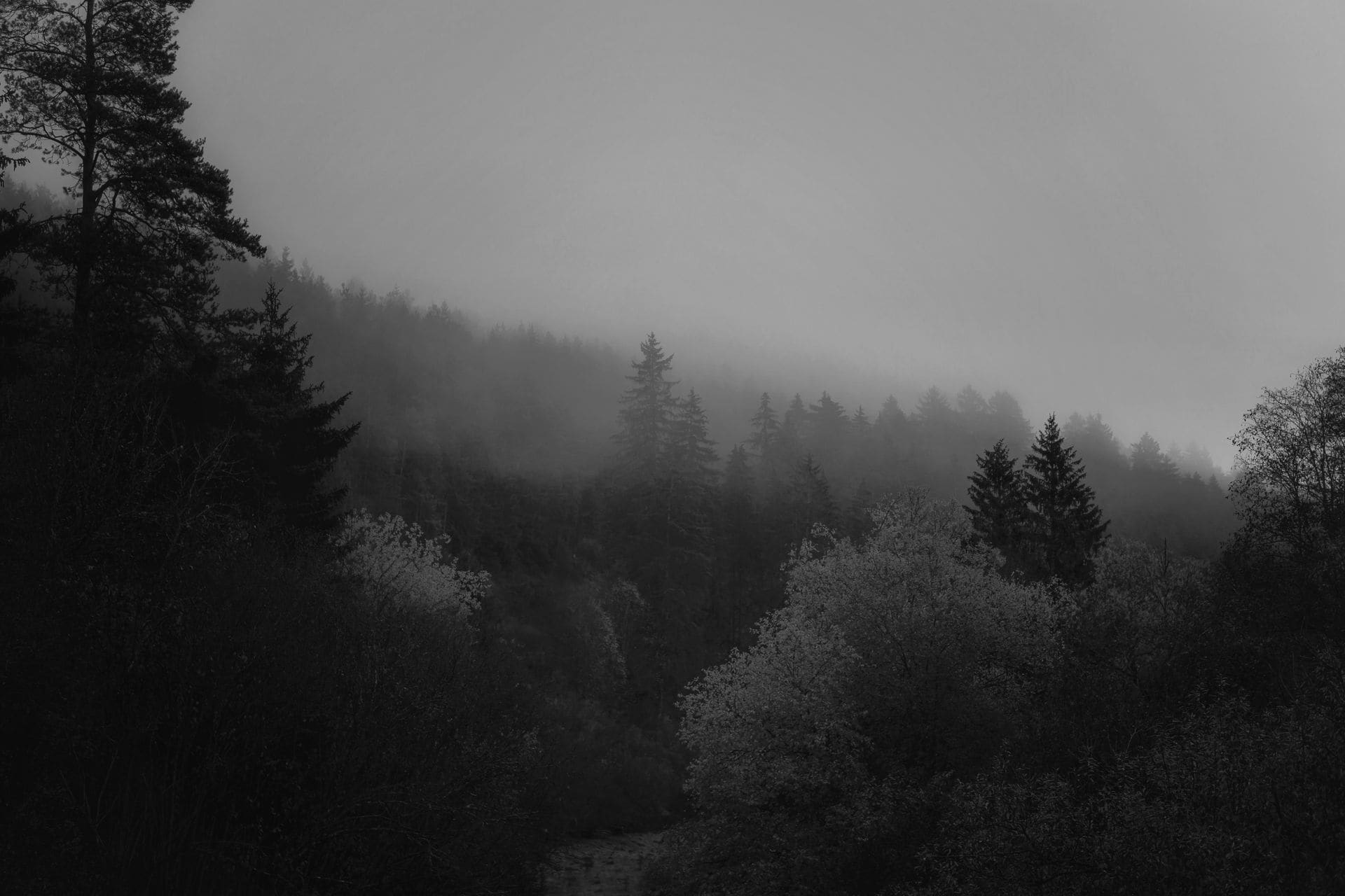 Fog lifting over a dark forest ridge, used to represent the shift from unclear brand positioning to a defined strategic direction